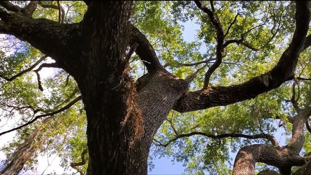 Ghosts of the Oak Hammock Park