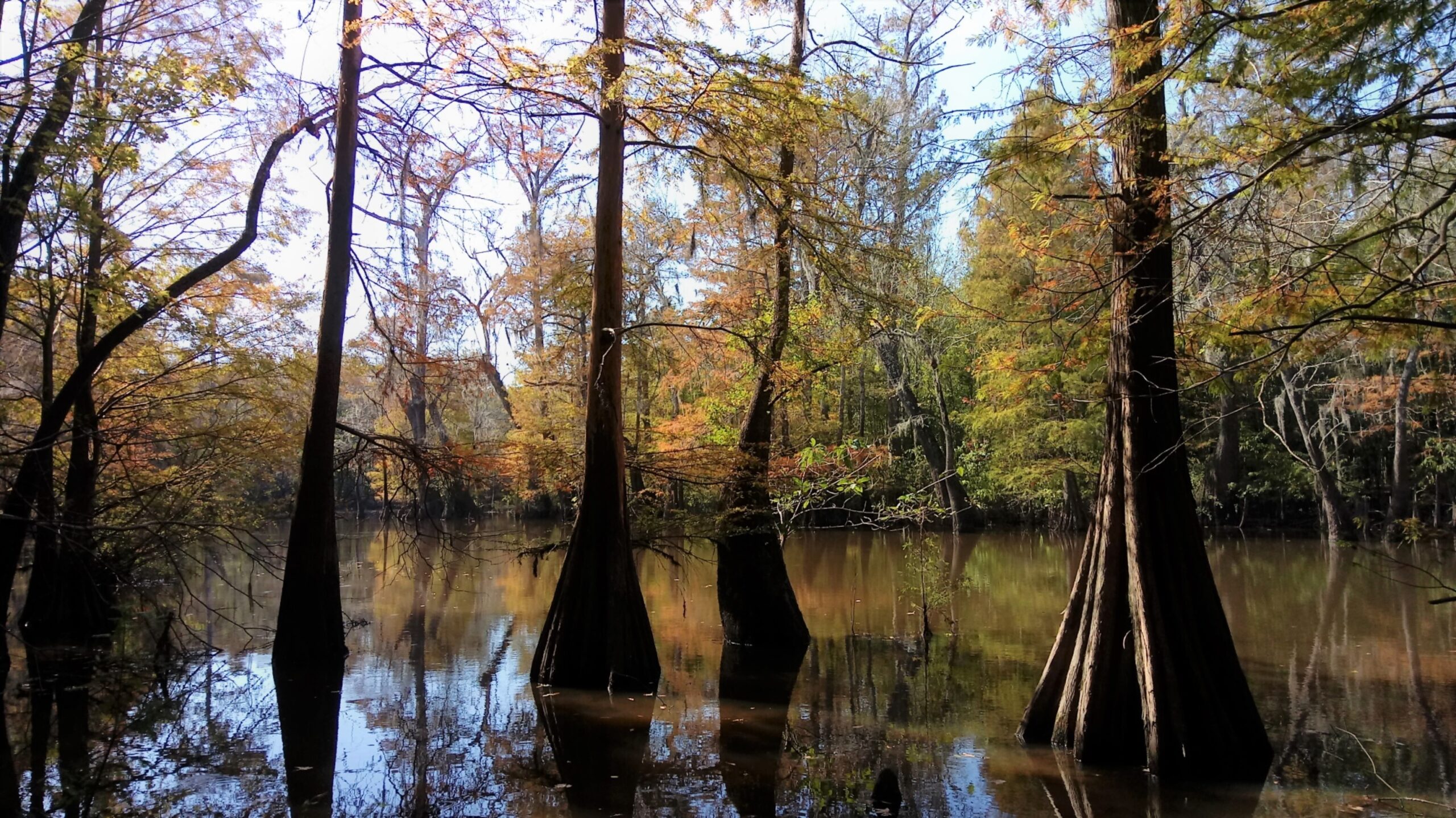 Big Thicket